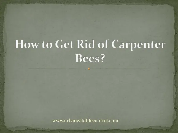 How to Get Rid of Carpenter Bees?