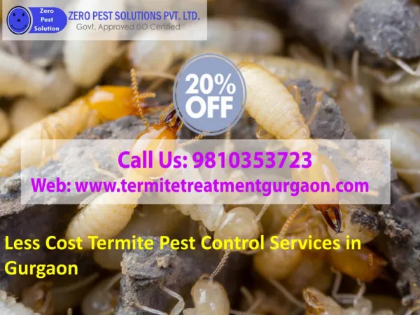 Less Price Termite Pest Control Services in Gurgaon Call 9810353723