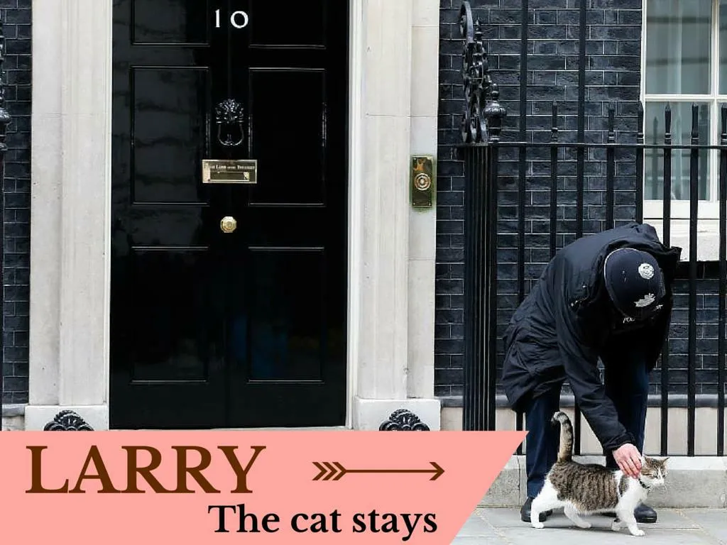 larry the feline stays