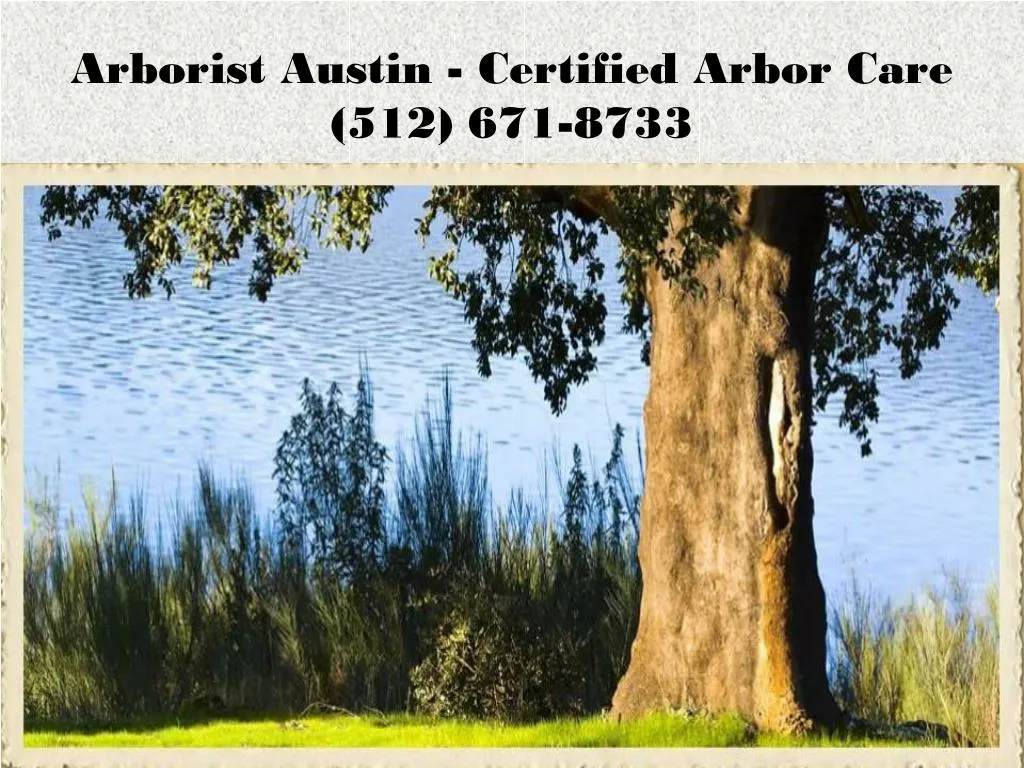 arborist austin certified arbor care 512 671 8733