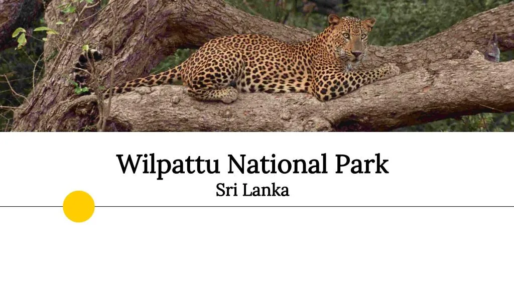 wilpattu national park sri lanka