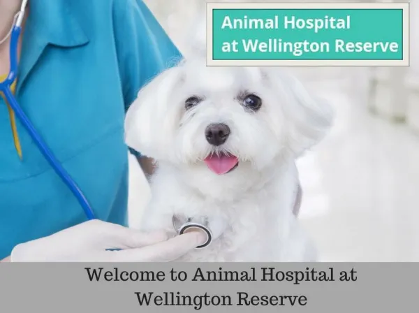 Animal Hospital And Pet Boarding Services In Wellington