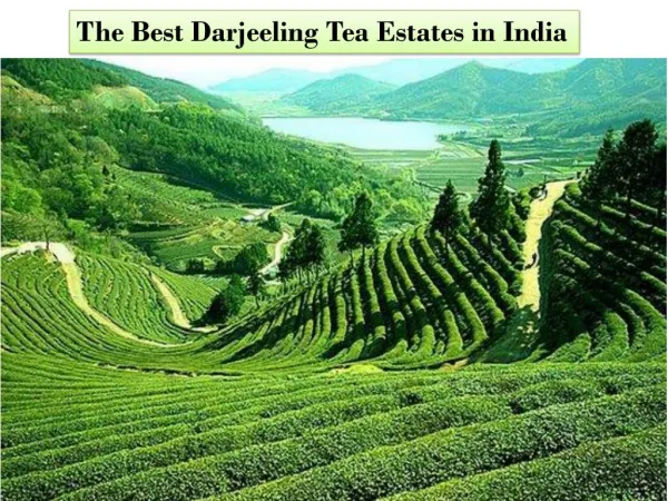 The Best Darjeeling Tea Estates in India