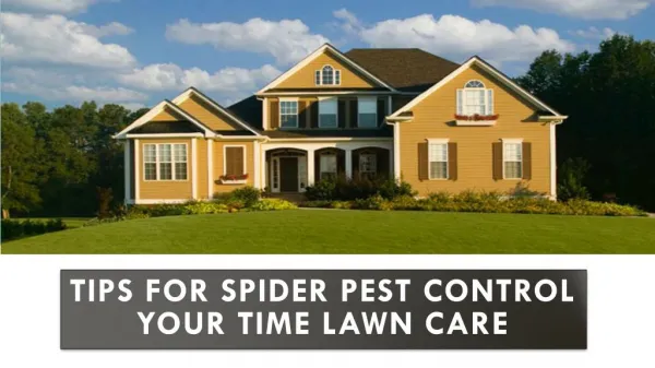Tips for Spider Pest Control Your Time Lawn Care