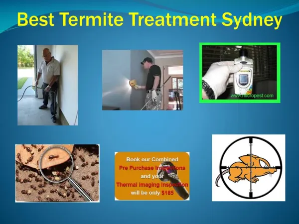 Best Termite Treatment Sydney