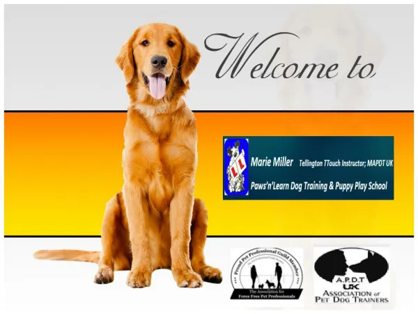 Dog And Puppy Training Classes in Nuneaton By Paws n Learn, UK