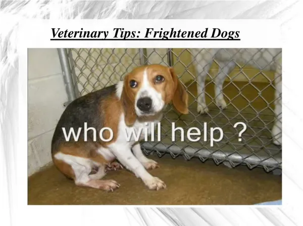 TruCare Pharmacy Veterinary Tips: Frightened Dogs