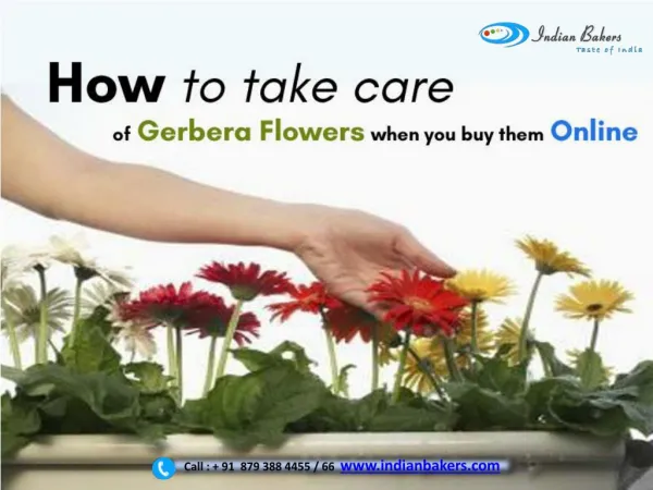 How to take care of Gerbera Flowers when you buy them online?