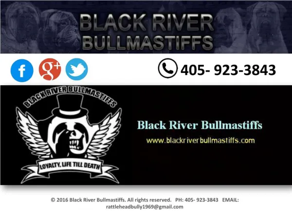 Black River Bullmastiffs