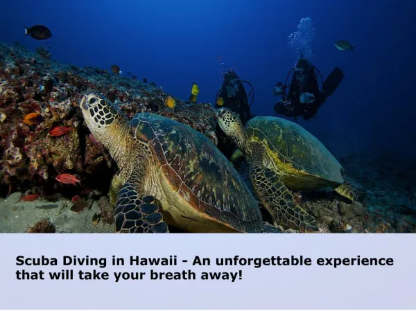 Hawaii Eco Divers – Experienced Guides in Oahu
