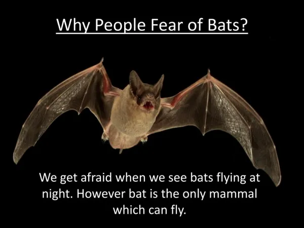 Why People Fear of Bats?