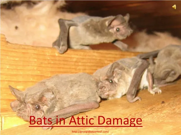 Bats in Attic Damage