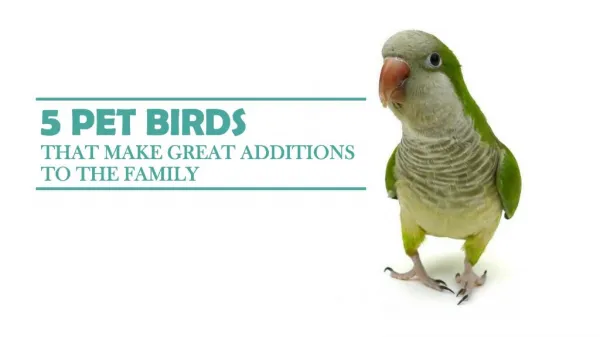 Pet Birds That Make Great Additions To The Family