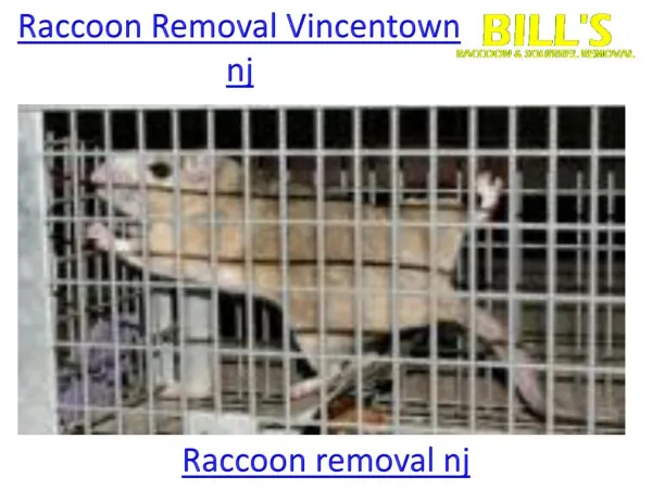 Raccoon removal nj