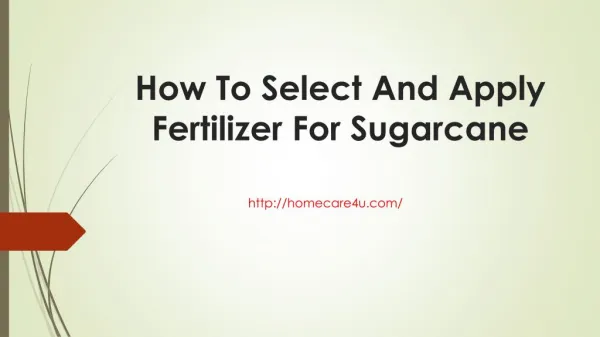 How To Select And Apply Fertilizer For Sugarcane