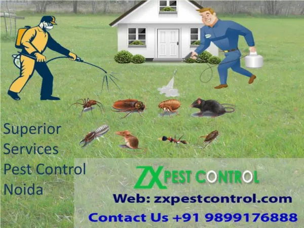 Superior Services Pest Control Noida Call at 9899176888