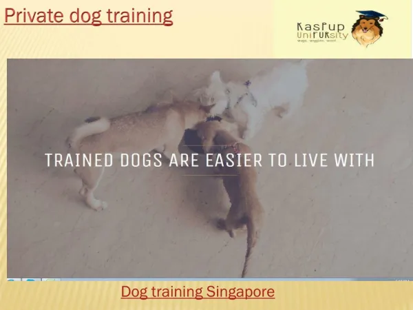 Singapore Dog Training
