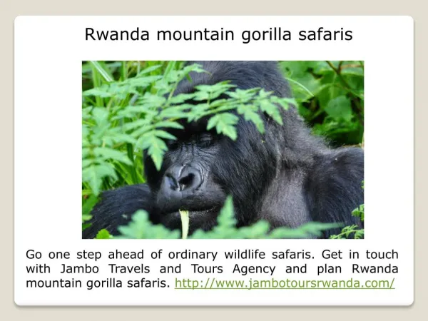 Rwanda mountain gorilla trekking
