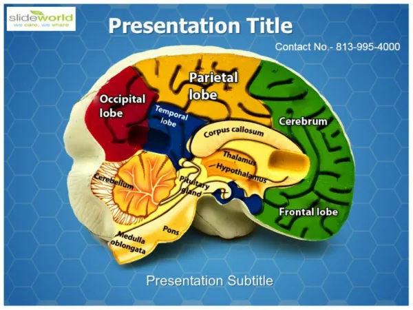 Brain Anatomy Parts Medical PowerPoint Template