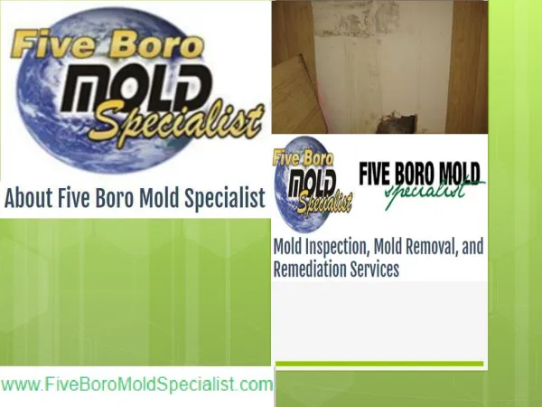 Mold Removal Staten Island