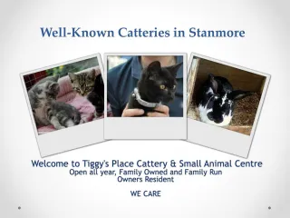 Catteries Stanmore - slide 1