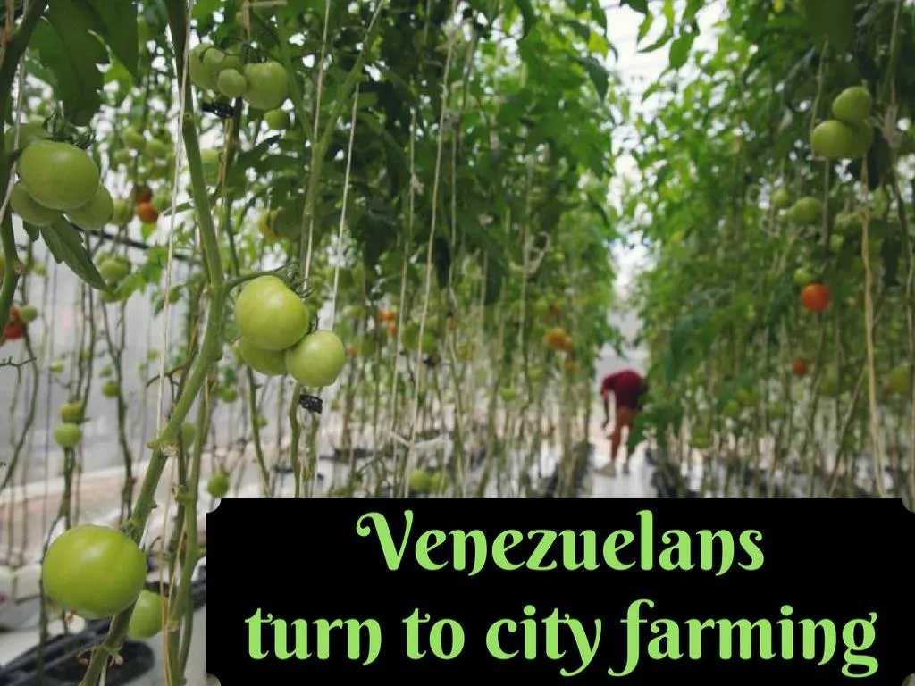 venezuelans swing to city farming