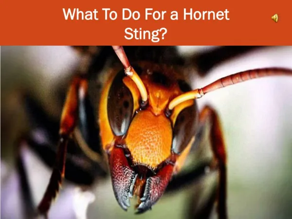 What To Do For a Hornet Sting?