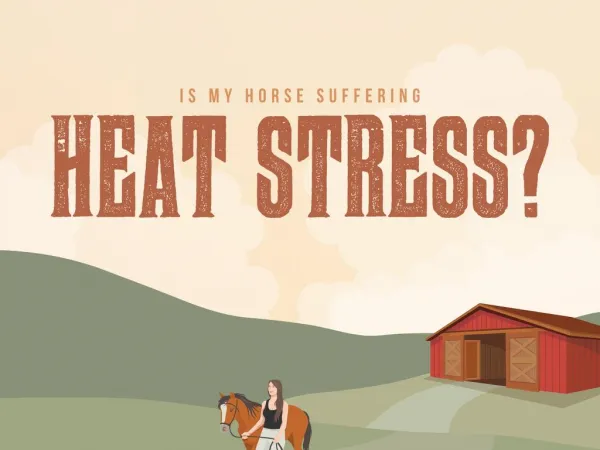 Is My Horse Suffering from Heat Stress?