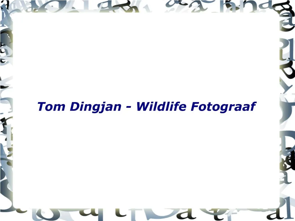tom dingjan wildlife fotograaf