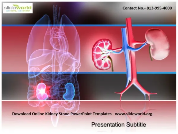 Download Kidney Stone PowerPoint Templates