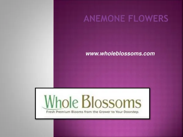 Anemone Flowers - www.wholeblossoms.com