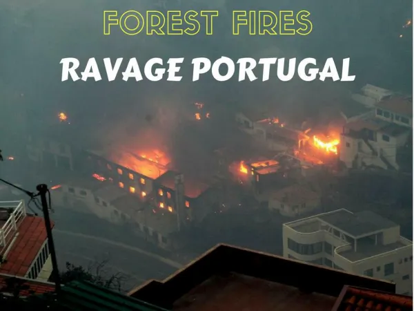 Forest fires ravage Portugal
