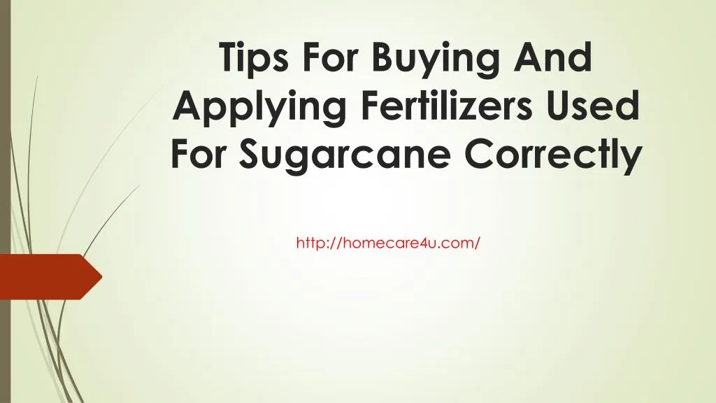 tips for buying and applying fertilizers used for sugarcane correctly