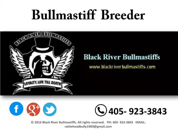 Bullmastiff Breeder