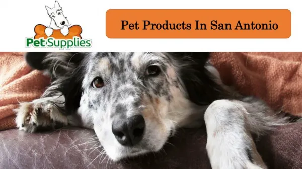 Pet Products In San Antonio