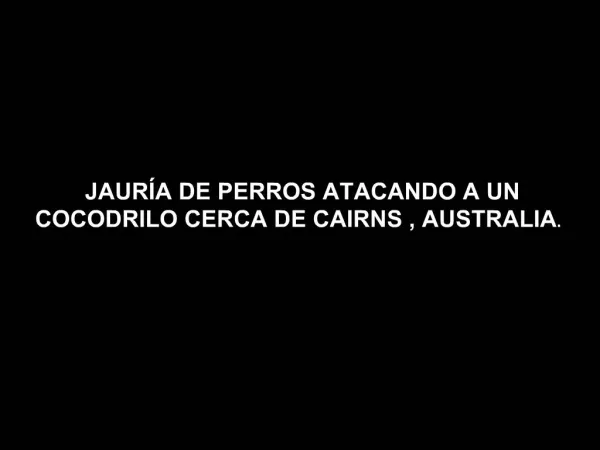 JAUR A DE PERROS ATACANDO A UN COCODRILO CERCA DE CAIRNS , AUSTRALIA .