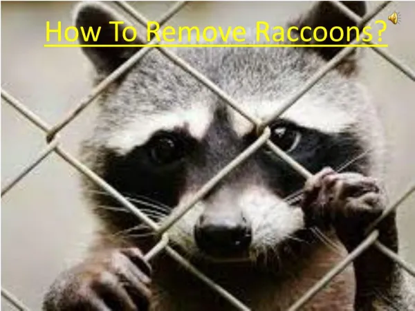 How To Remove Raccoons?