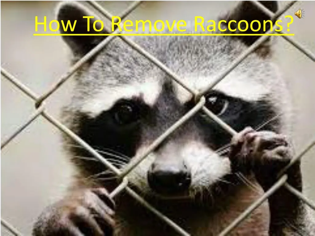 how to remove raccoons