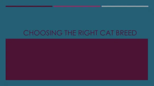 Choosing the Right Cat Breed