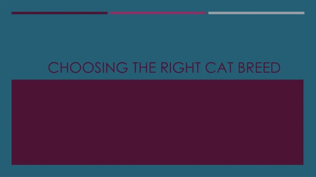 choosing the right cat breed