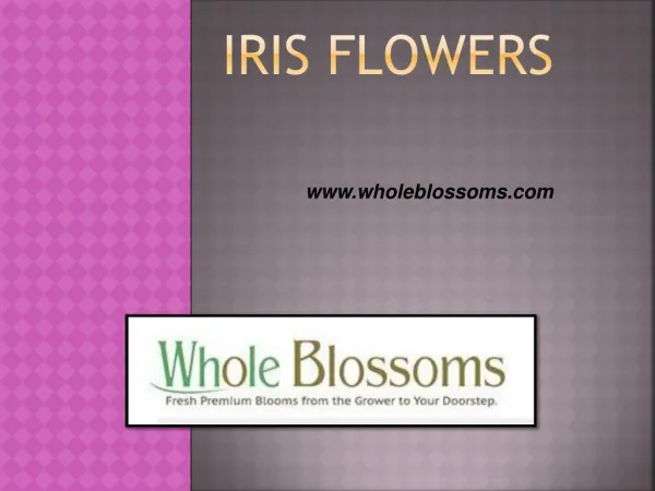 Iris Flowers - www.wholeblossoms.com