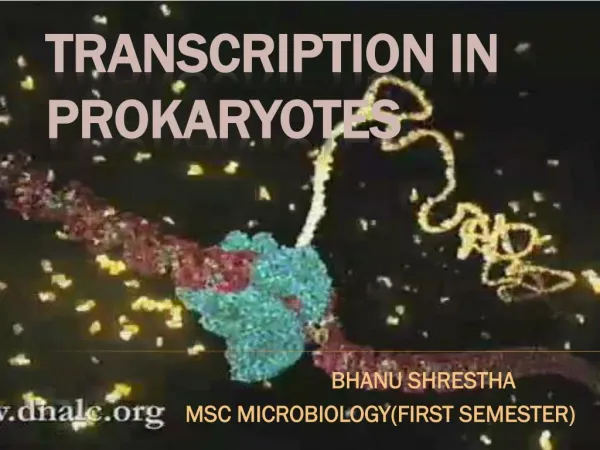 transcription of prokaryotes(bhanu shrestha)