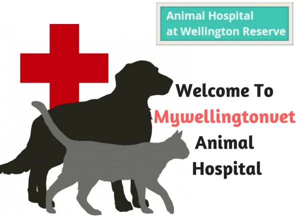 Veterinary Clinic in Wellington Area