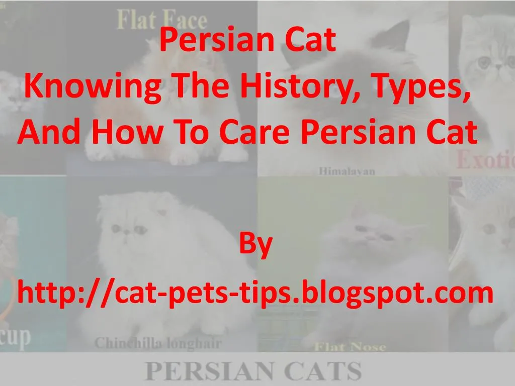 persian cat knowing the history types and how to care persian cat