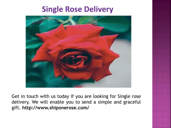 Send Single Rose Online