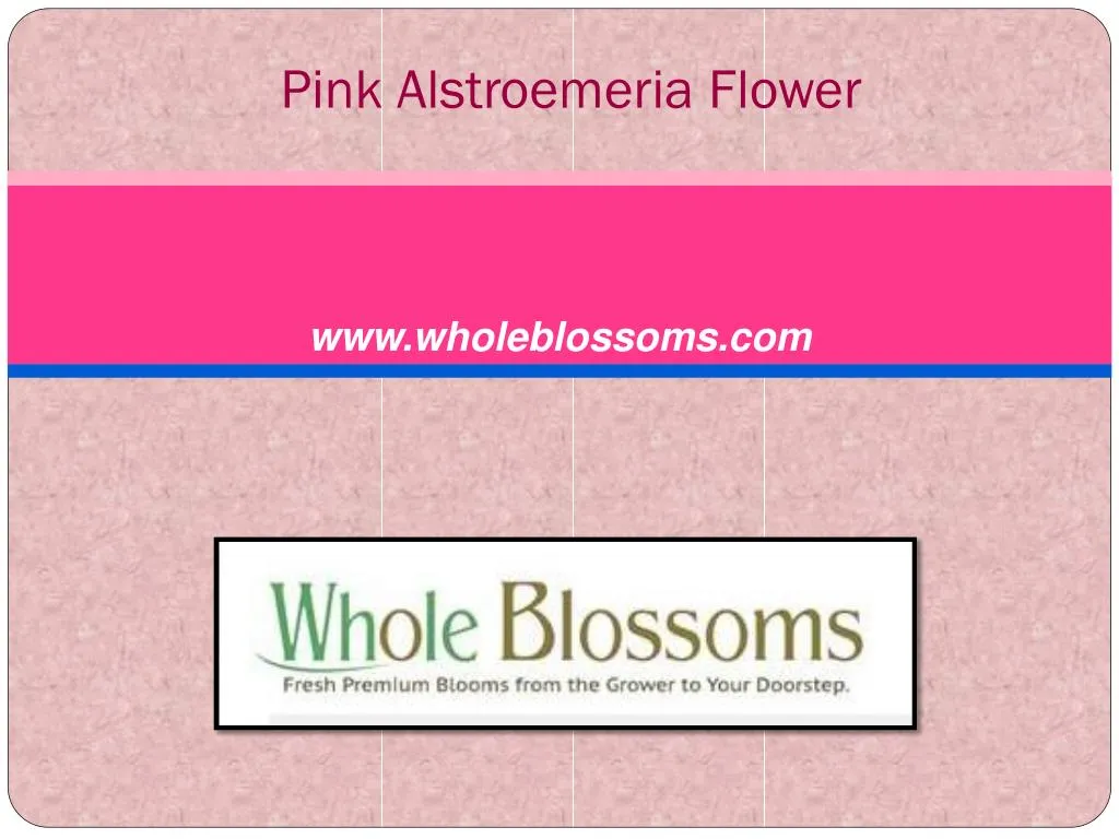 pink alstroemeria flower