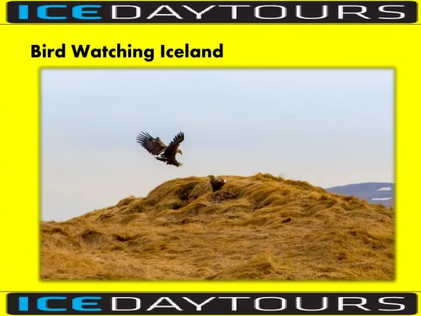 Bird Watching Iceland