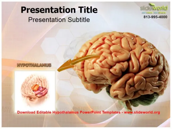 Download Editable Hypothalamus PowerPoint Templates