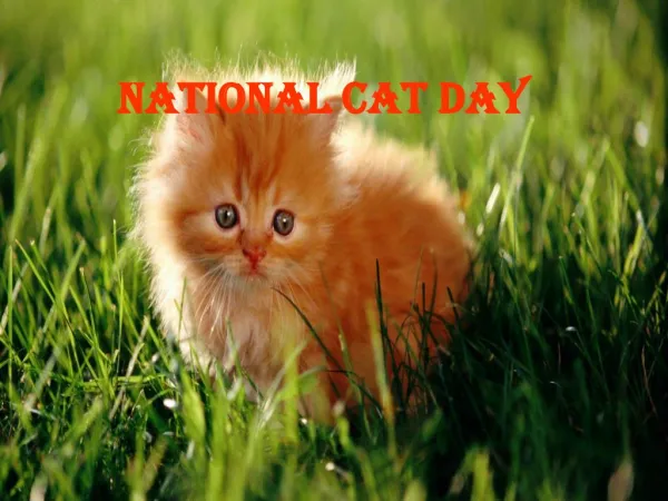 National Cat Day 2016