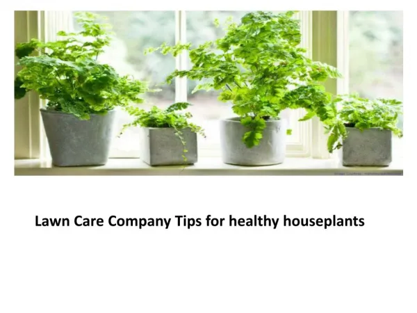 Lawn Care Company Tips for healthy houseplants